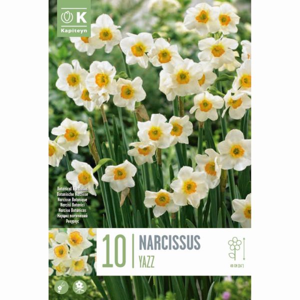 Narcissus Botanical Yazz - 10 Bulbs